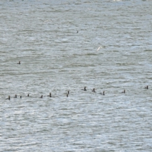 Phalacrocorax carbo at Acton, ACT - 8 Nov 2019