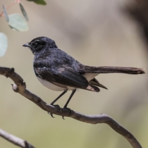 Rhipidura leucophrys at Hackett, ACT - 9 Nov 2019 12:24 PM