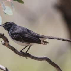 Rhipidura leucophrys at Hackett, ACT - 9 Nov 2019 12:24 PM