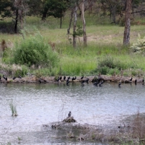 Phalacrocorax sulcirostris at Molonglo Valley, ACT - 8 Nov 2019 12:38 PM