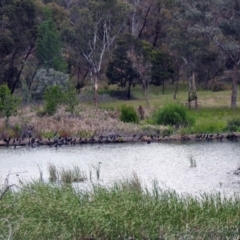 Phalacrocorax sulcirostris at Molonglo Valley, ACT - 8 Nov 2019 12:38 PM