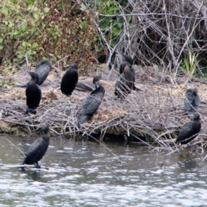 Phalacrocorax sulcirostris at Molonglo Valley, ACT - 8 Nov 2019 12:38 PM