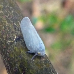 Flatidae (family) (Unidentified Flatid planthopper) at Aranda, ACT - 14 Jan 2012 by JanetRussell