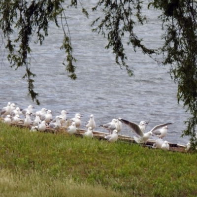 Chroicocephalus novaehollandiae (Silver Gull) at Acton, ACT - 8 Nov 2019 by RodDeb