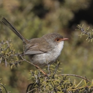 Malurus cyaneus at Hackett, ACT - 9 Nov 2019 08:09 AM