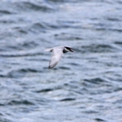 Chlidonias hybrida at Acton, ACT - 8 Nov 2019