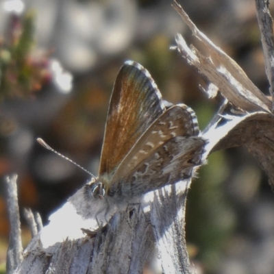 Neolucia agricola (Fringed Heath-blue) at Conder, ACT - 9 Nov 2019 by Owen