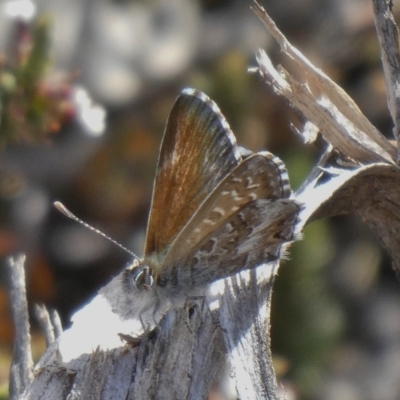 Neolucia agricola (Fringed Heath-blue) at Conder, ACT - 9 Nov 2019 by owenh