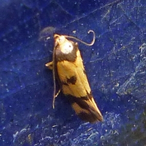 Olbonoma triptycha at Aranda, ACT - 11 Feb 2012