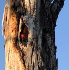 Callocephalon fimbriatum (Gang-gang Cockatoo) at Garran, ACT - 1 Nov 2019 by ruthkerruish