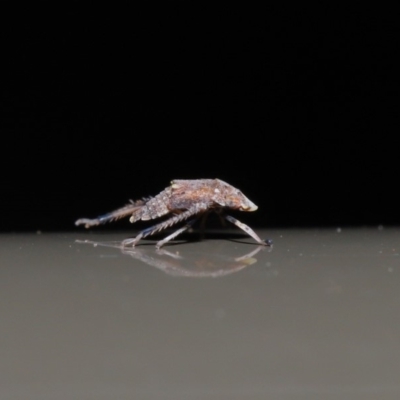 Fulgoroidea sp. (superfamily) (Unidentified fulgoroid planthopper) at Acton, ACT - 5 Nov 2019 by TimL