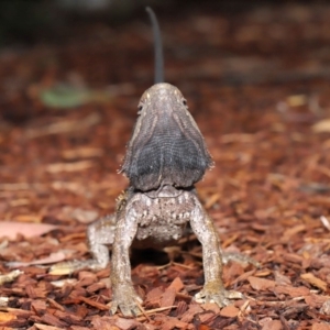 Pogona barbata at Acton, ACT - suppressed