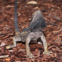 Pogona barbata at Acton, ACT - suppressed