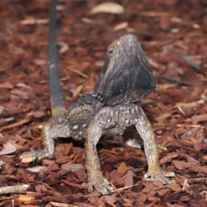 Pogona barbata at Acton, ACT - suppressed