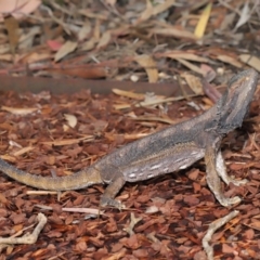 Pogona barbata at Acton, ACT - suppressed