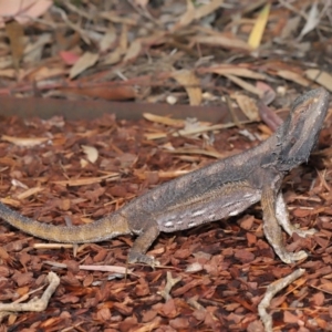 Pogona barbata at Acton, ACT - suppressed