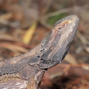 Pogona barbata at Acton, ACT - suppressed