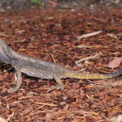 Pogona barbata at Acton, ACT - suppressed