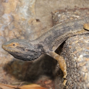 Pogona barbata at Acton, ACT - 5 Nov 2019