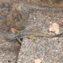 Pogona barbata at Acton, ACT - suppressed