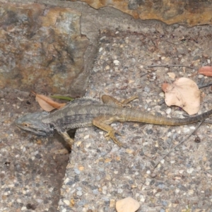 Pogona barbata at Acton, ACT - suppressed