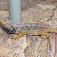 Pogona barbata at Acton, ACT - 5 Nov 2019