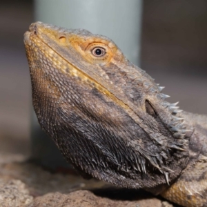 Pogona barbata at Acton, ACT - suppressed