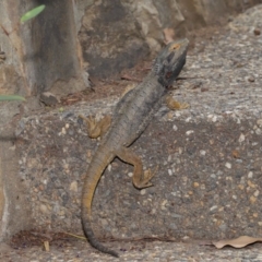 Pogona barbata at Acton, ACT - suppressed