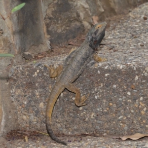 Pogona barbata at Acton, ACT - 5 Nov 2019