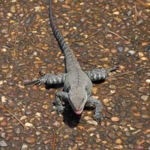 Intellagama lesueurii howittii at Acton, ACT - 31 Oct 2019 12:03 PM