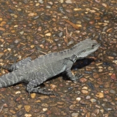 Intellagama lesueurii howittii at Acton, ACT - 31 Oct 2019 12:03 PM