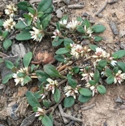 Alternanthera sp. A Flora of NSW (M. Gray 5187) J. Palmer at Hackett, ACT - 9 Nov 2019 by JaneR