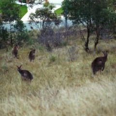 Macropus giganteus (Eastern Grey Kangaroo) at Conder, ACT - 19 Apr 2000 by michaelb