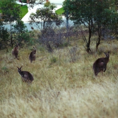 Macropus giganteus (Eastern Grey Kangaroo) at Conder, ACT - 19 Apr 2000 by michaelb