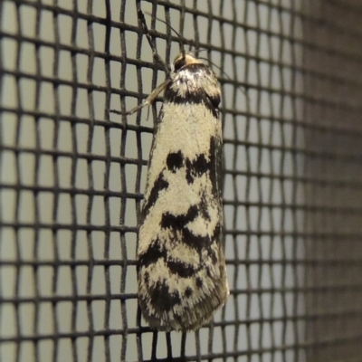 Philobota iphigenes (A concealer moth) at Pollinator-friendly garden Conder - 31 Oct 2019 by michaelb