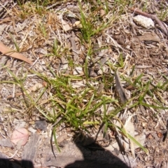 Carex inversa (Knob Sedge) at Garran, ACT - 10 Nov 2019 by MichaelMulvaney