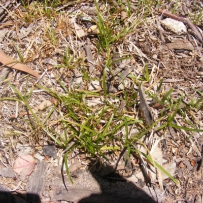 Carex inversa (Knob Sedge) at Garran, ACT - 10 Nov 2019 by MichaelMulvaney
