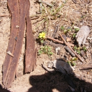 Oxalis exilis at Garran, ACT - 10 Nov 2019