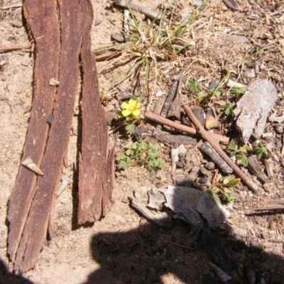 Oxalis exilis (Shady Wood Sorrel) at Garran, ACT - 10 Nov 2019 by MichaelMulvaney