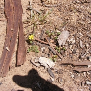 Oxalis exilis at Garran, ACT - 10 Nov 2019