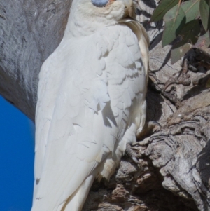 Cacatua sanguinea at Symonston, ACT - 10 Nov 2019