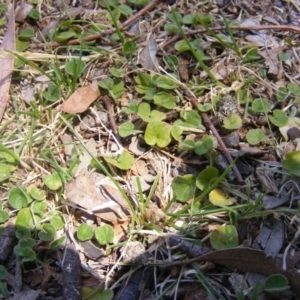 Dichondra repens at Hughes, ACT - 10 Nov 2019 12:06 PM