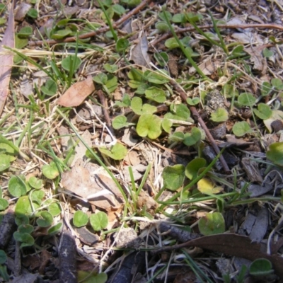 Dichondra repens (Kidney Weed) at Hughes, ACT - 10 Nov 2019 by MichaelMulvaney