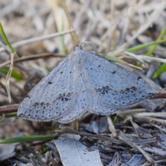 Taxeotis intextata (Looper Moth, Grey Taxeotis) at Jerrabomberra, ACT - 9 Nov 2019 by Marthijn