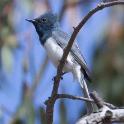 Myiagra rubecula (Leaden Flycatcher) at Symonston, ACT - 10 Nov 2019 by Marthijn