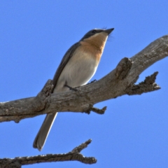 Myiagra rubecula at Symonston, ACT - 10 Nov 2019