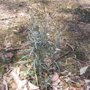 Senecio quadridentatus at Garran, ACT - 10 Nov 2019 12:13 PM