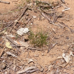 Austrostipa scabra at Garran, ACT - 10 Nov 2019 12:20 PM