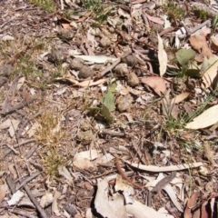 Cymbonotus sp. (preissianus or lawsonianus) (Bears Ears) at Garran, ACT - 10 Nov 2019 by MichaelMulvaney