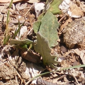 Cymbonotus sp. (preissianus or lawsonianus) at Garran, ACT - 10 Nov 2019 12:23 PM